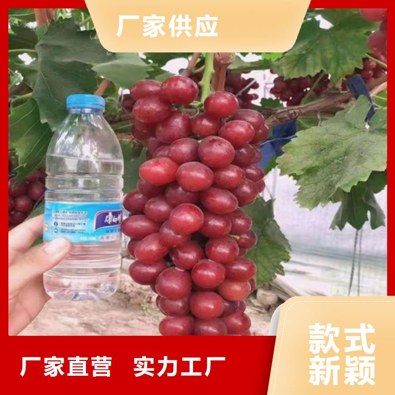 葡萄板栗苗量少也做