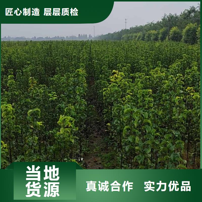 【梨杜梨苗支持大小批量采购】