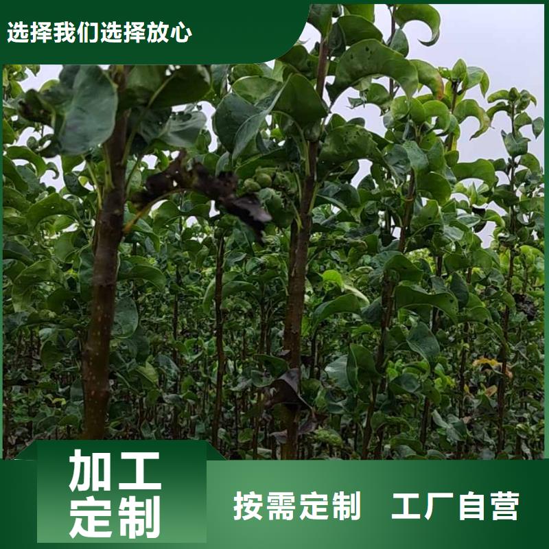 梨玉露香梨树苗支持大批量采购