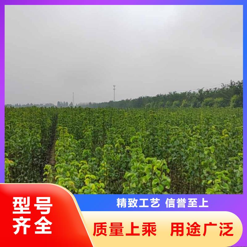 梨玉露香梨树苗支持大批量采购