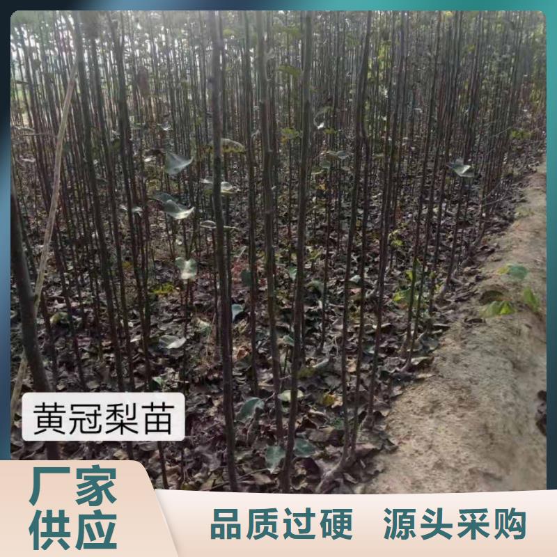 【梨】_山桃苗质检合格出厂