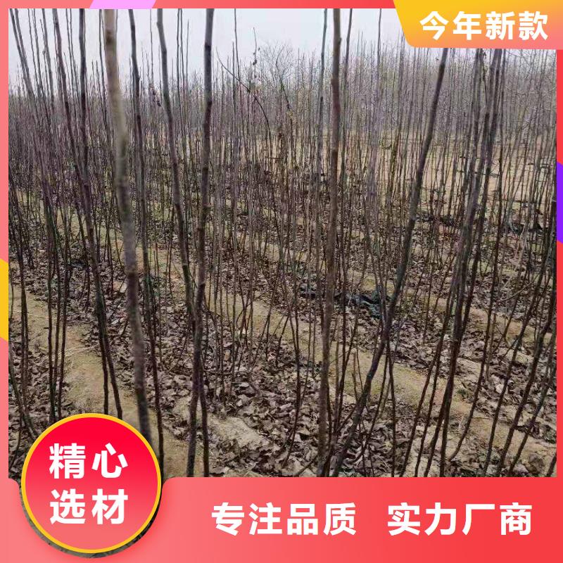 梨梨树苗基地工期短发货快