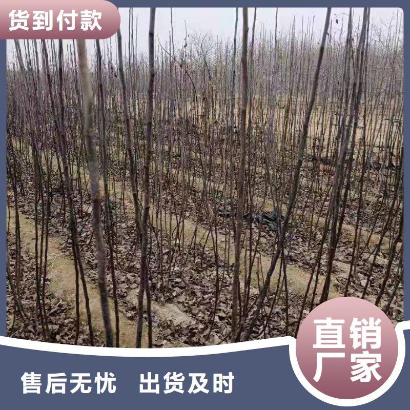 【梨】梨树苗基地出厂价