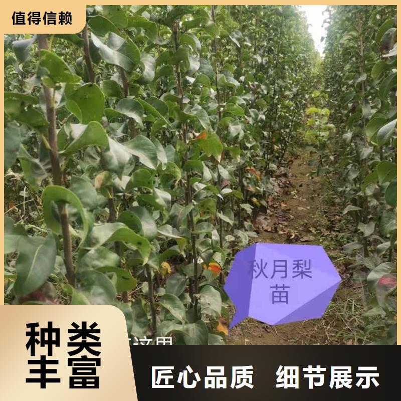 【梨】_山桃苗质检合格出厂