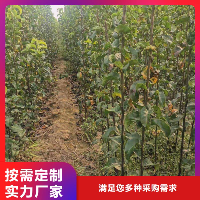 梨玉露香梨树苗支持大批量采购