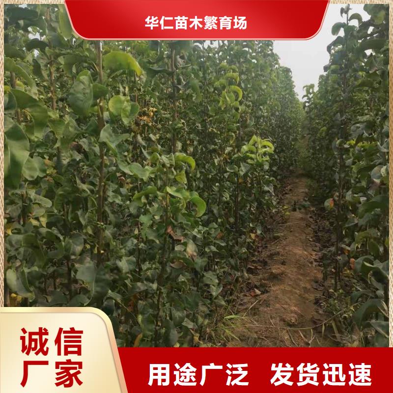 【梨杜梨苗支持大小批量采购】