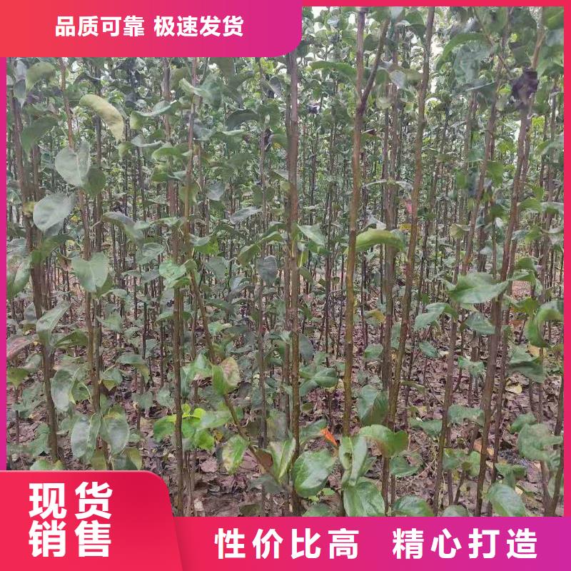 梨-毛桃苗产品细节参数