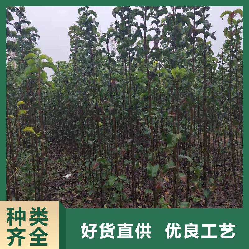 梨黄冠梨树苗好品质用的放心