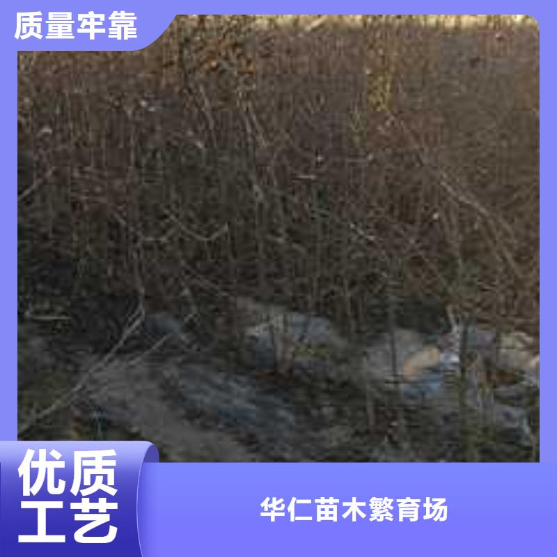 【杜梨】_山桃苗一站式供应厂家