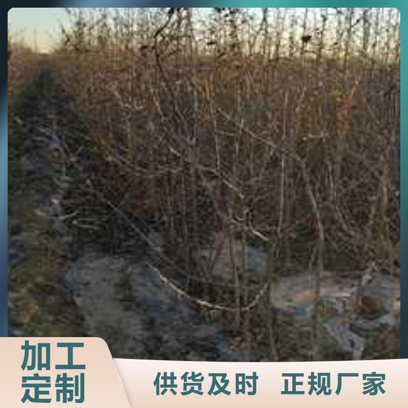 杜梨,梨树苗基地厂家