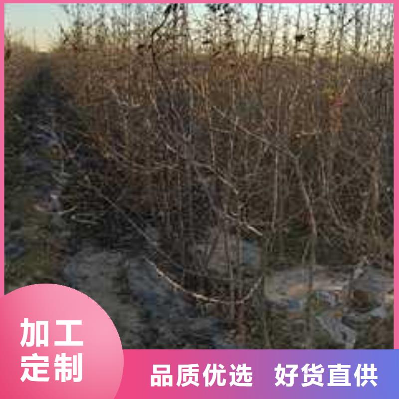 杜梨-【北京十四号桃树苗】货源直销