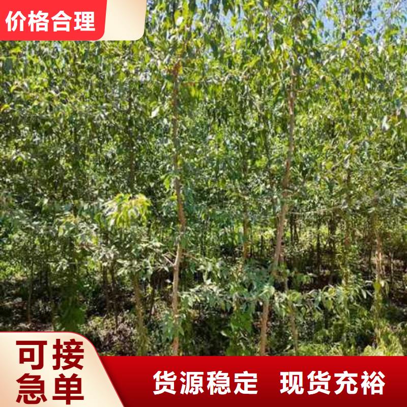 【杜梨】山桃苗支持定制批发