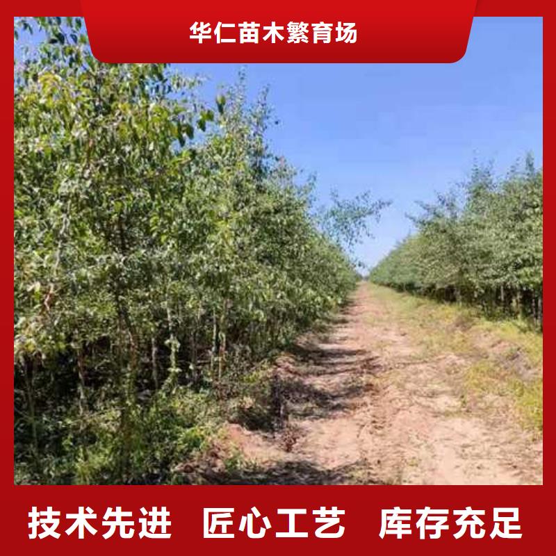 杜梨梨树苗基地厂家品控严格