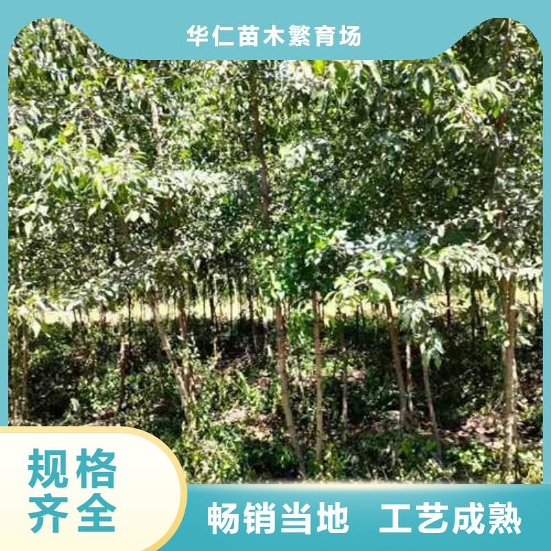 杜梨【梨树苗基地】货源稳定