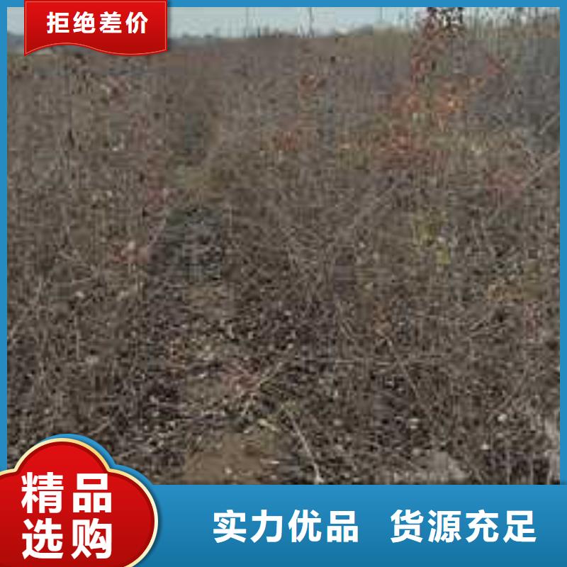 杜梨梨树苗基地厂家品控严格