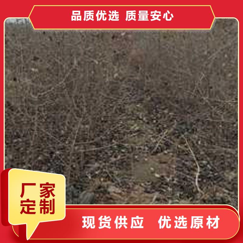 杜梨,梨树苗基地详细参数