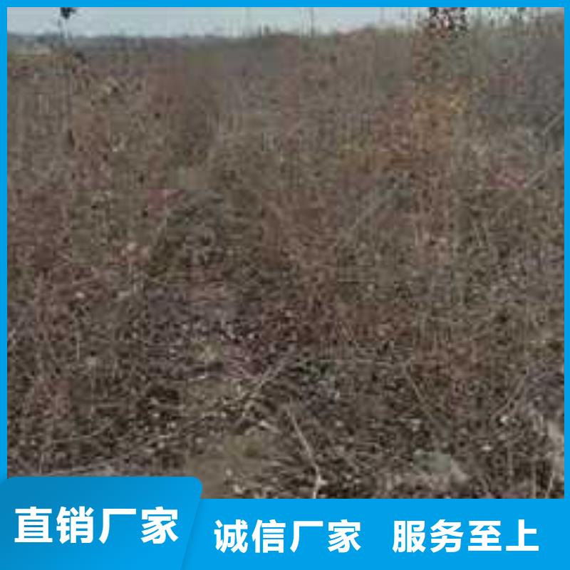 杜梨,梨树苗基地厂家