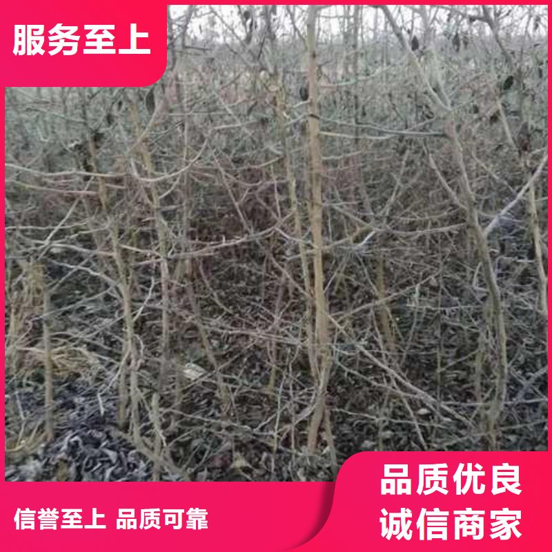 【杜梨】山桃苗支持定制批发