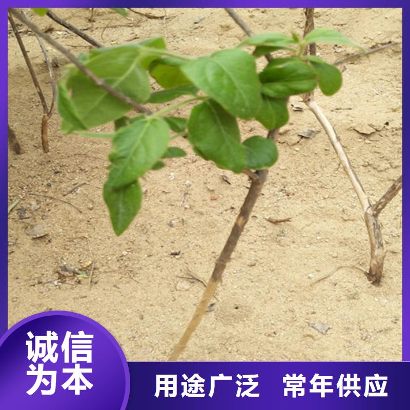 杈杷果-桃树苗推荐商家