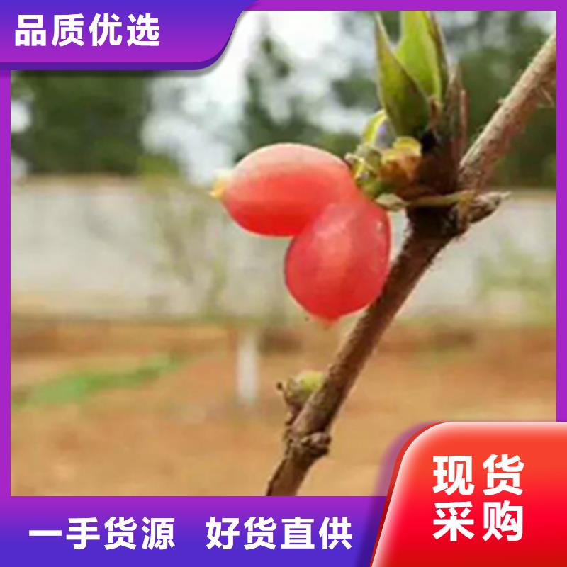 杈杷果樱桃苗当日价格