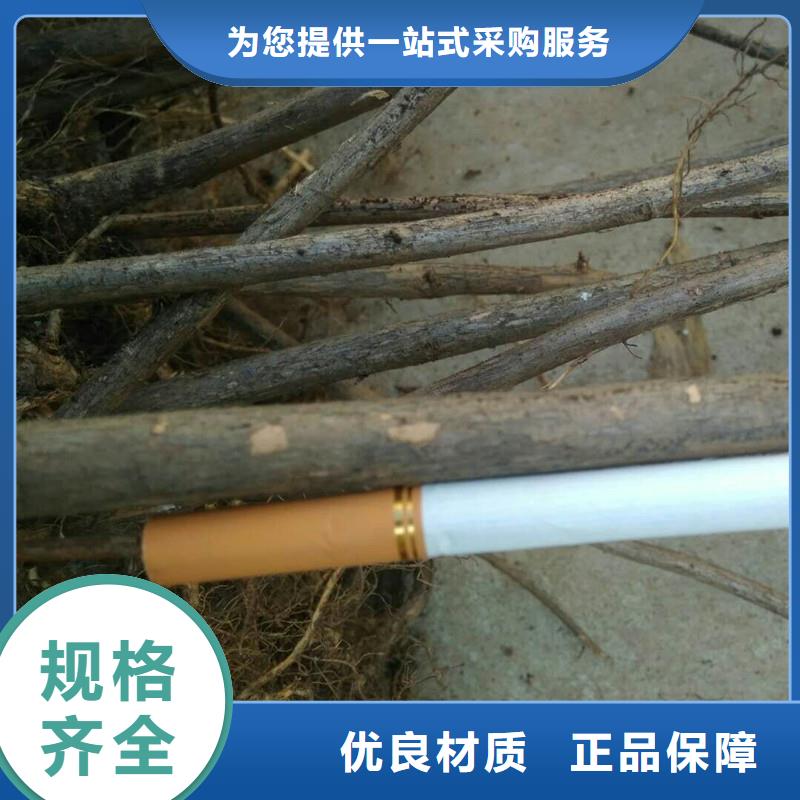 杈杷果蓝莓苗超产品在细节