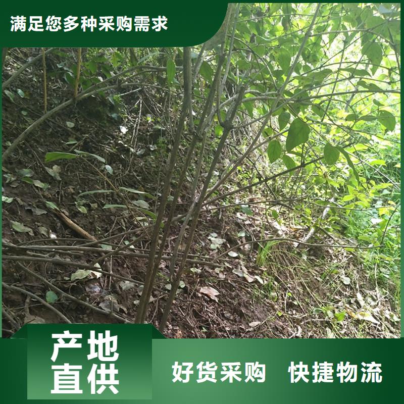 杈杷果石榴苗规格型号全