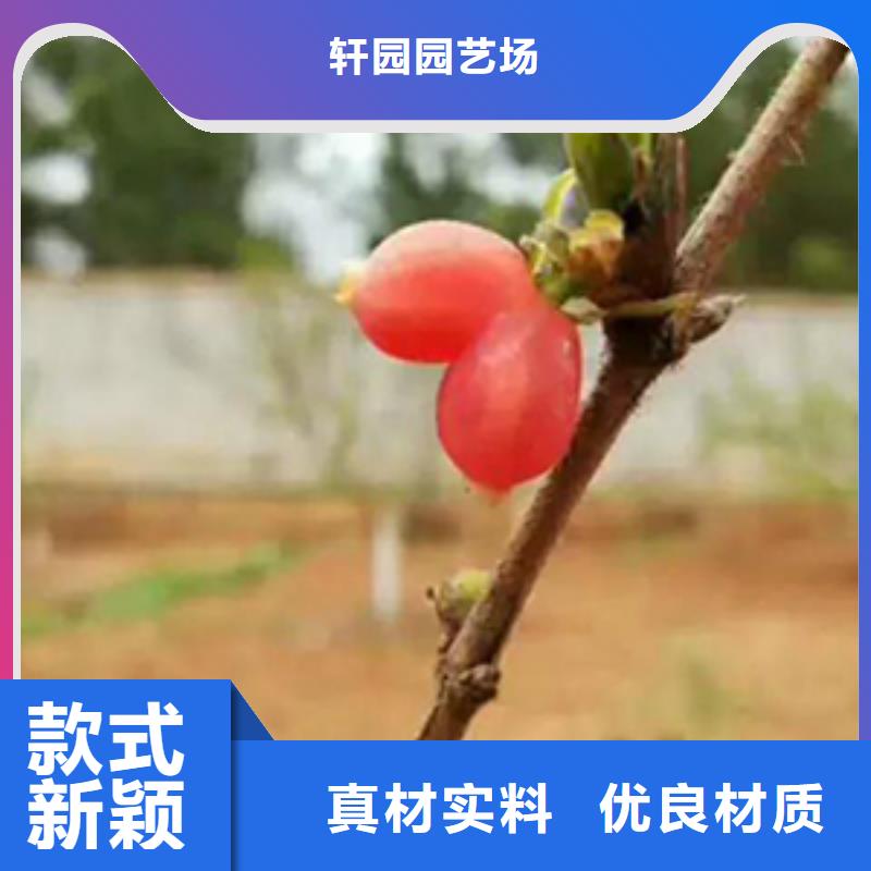 杈杷果,【苹果苗】老品牌厂家