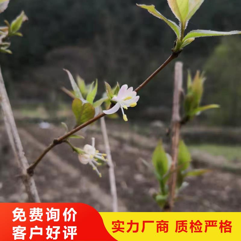 【杈杷果_苹果苗诚信为本】