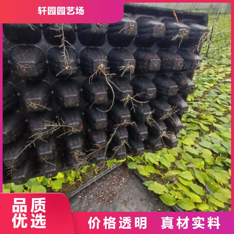 北美冬青-草莓苗用好材做好产品