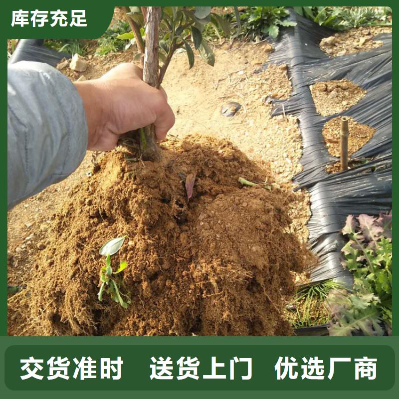 【蓝莓苗梨树苗量大更优惠】