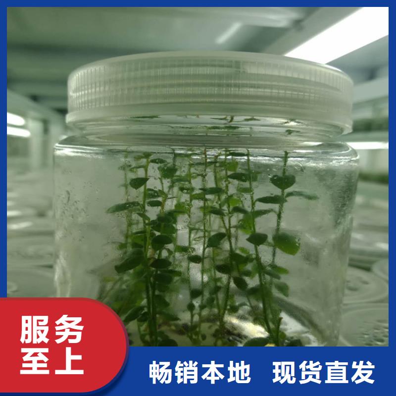 【蓝莓苗苹果苗品质无所畏惧】