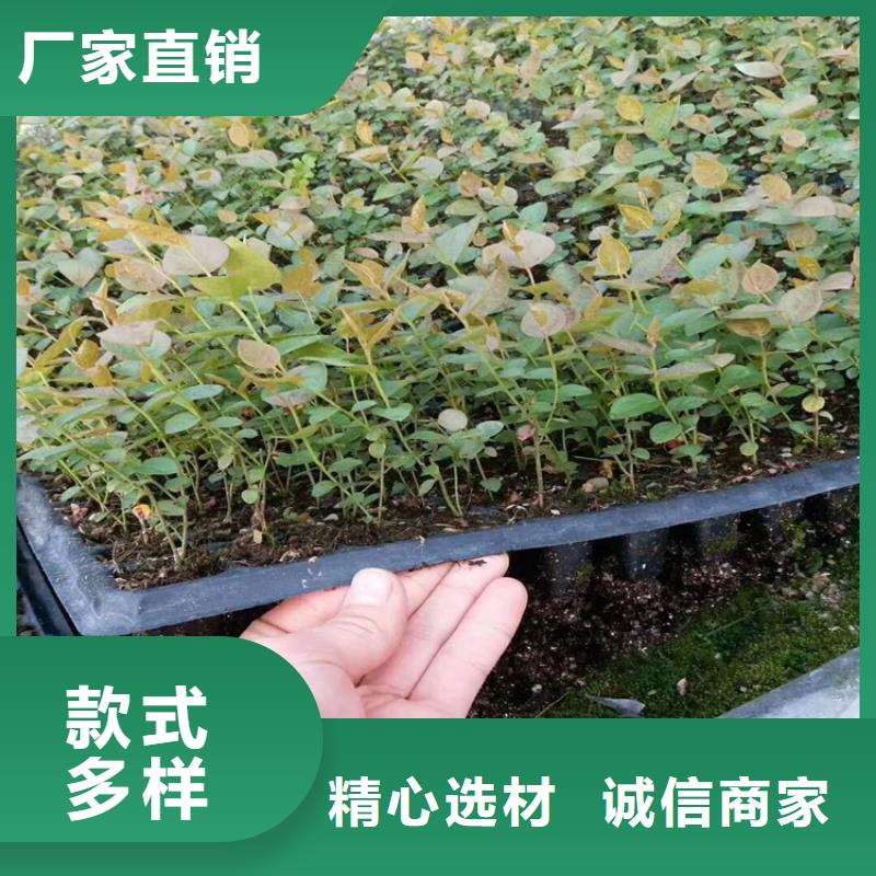 【蓝莓苗梨树苗量大更优惠】