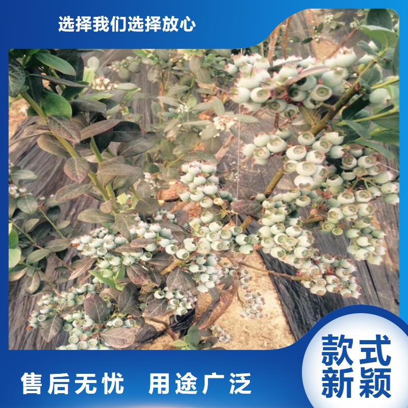 【蓝莓苗桃树苗0中间商差价】