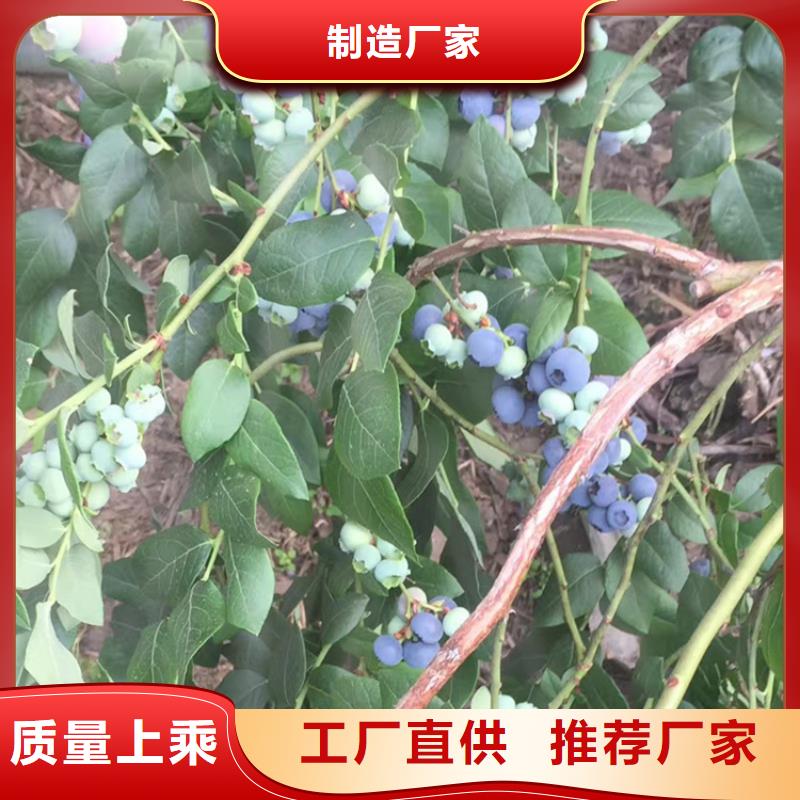 【蓝莓苗苹果苗出货快】