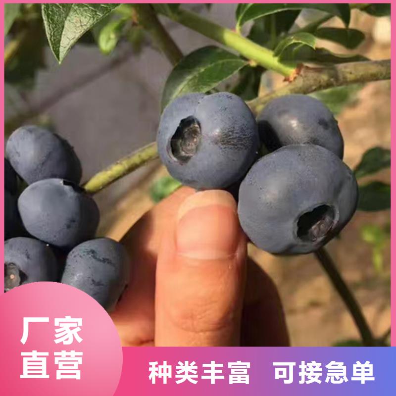 蓝莓苗【桃树苗】今年新款