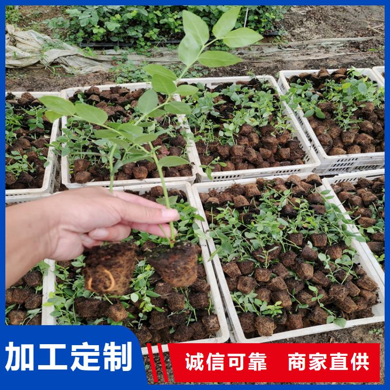 蓝莓苗红颜草莓正品保障