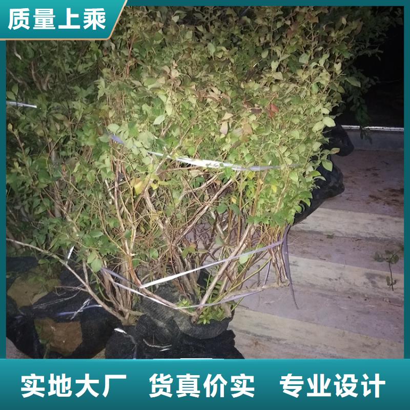 蓝莓苗花椒苗做工精细