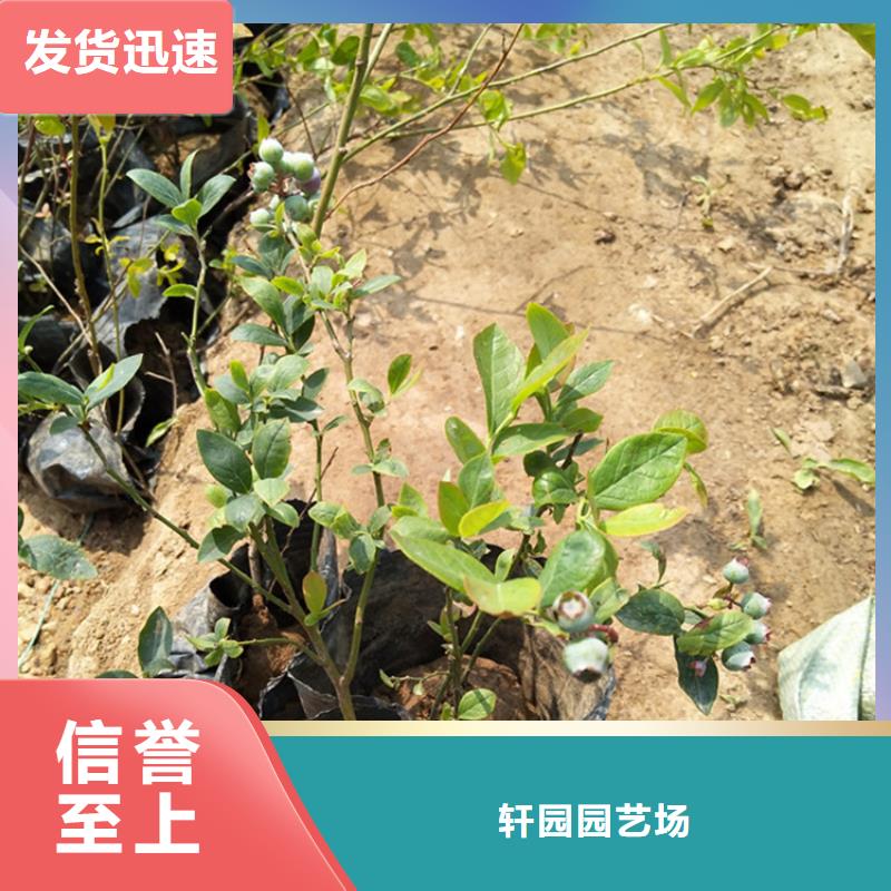 蓝莓苗苹果苗讲信誉保质量