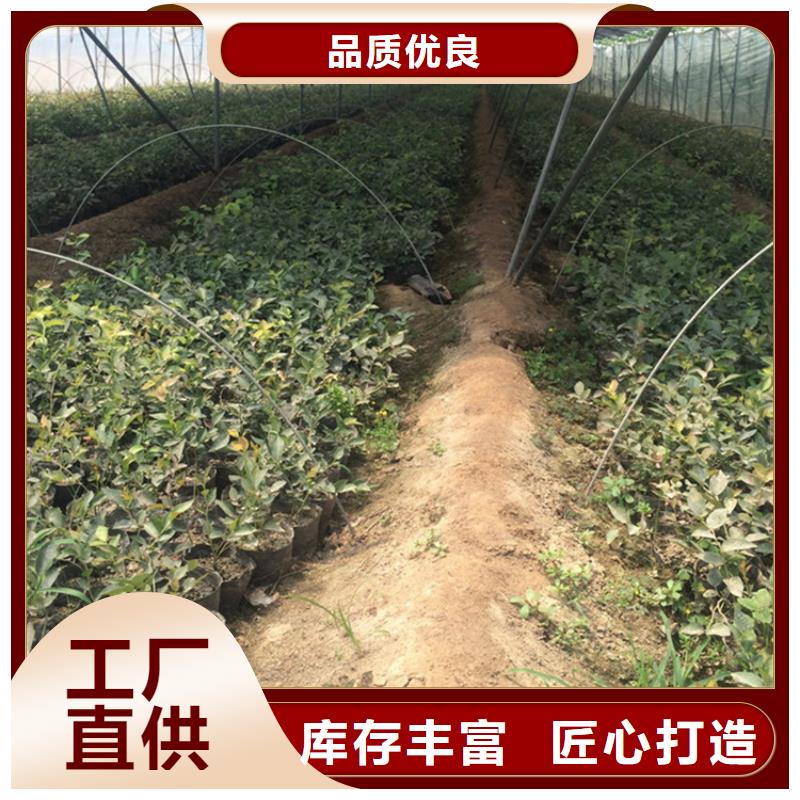 蓝莓苗红颜草莓正品保障