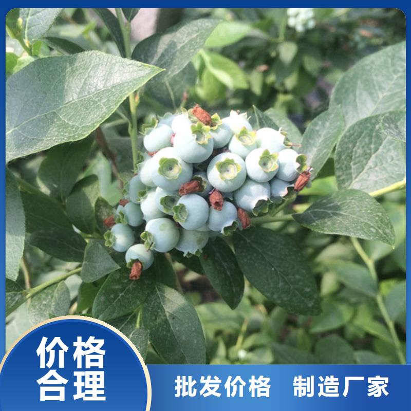 蓝莓苗苹果苗讲信誉保质量