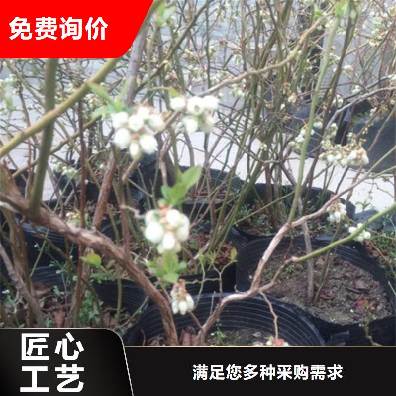 蓝莓苗苹果苗讲信誉保质量