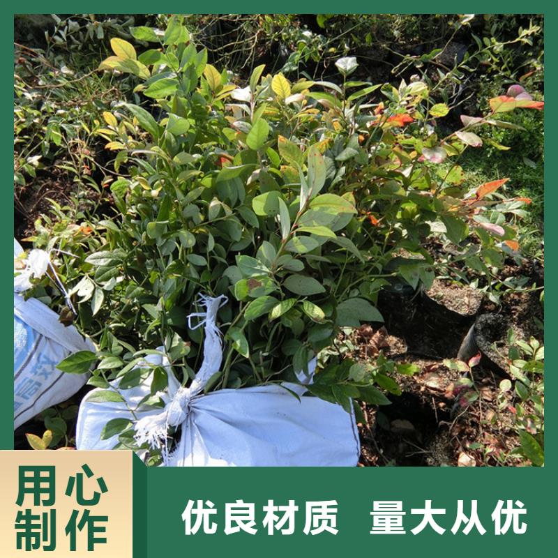 蓝莓苗苹果苗供应采购