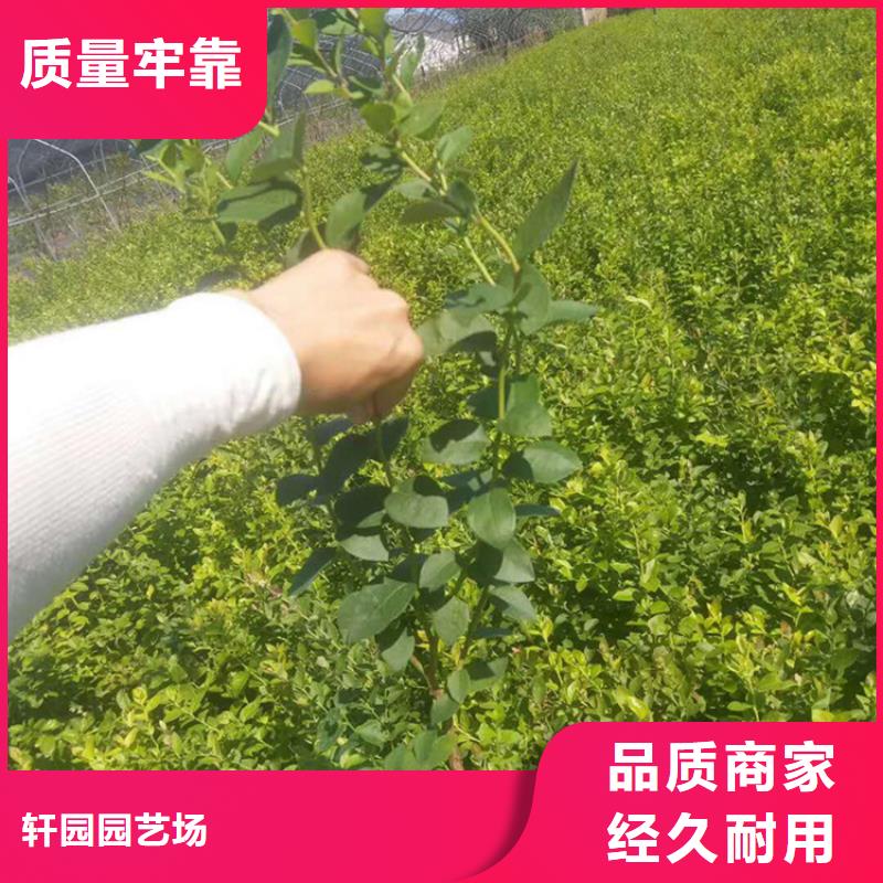 【蓝莓苗苹果苗品质无所畏惧】