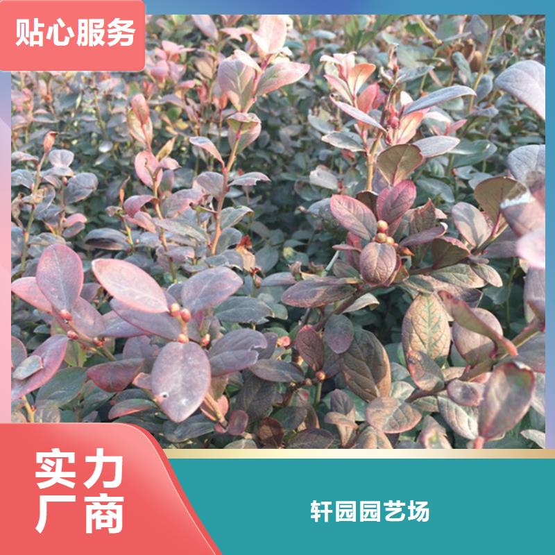 【蓝莓苗苹果苗出货快】