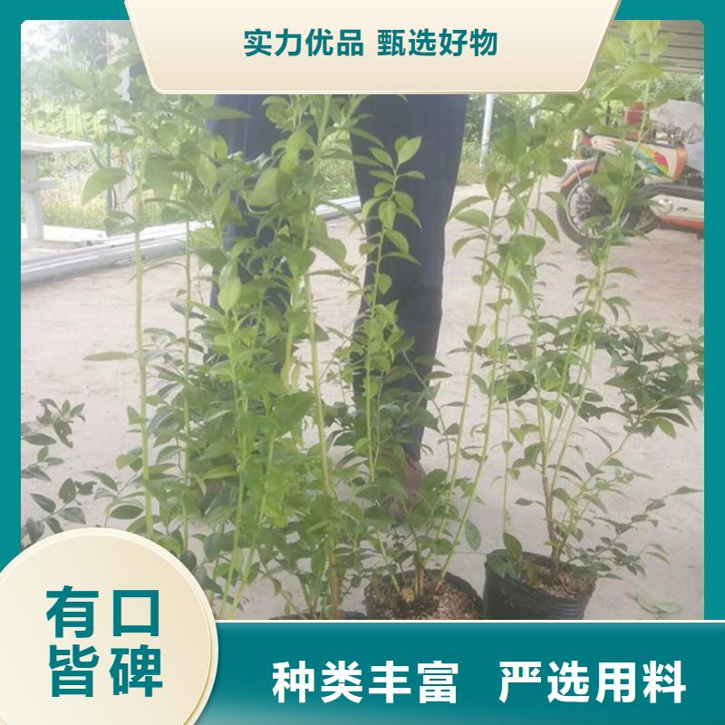 蓝莓苗苹果苗讲信誉保质量