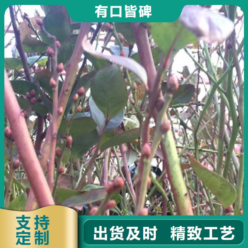 蓝莓苗樱桃苗认准大品牌厂家