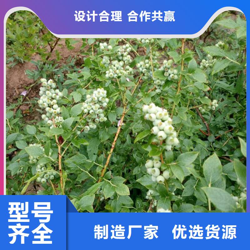 【蓝莓苗桃树苗0中间商差价】