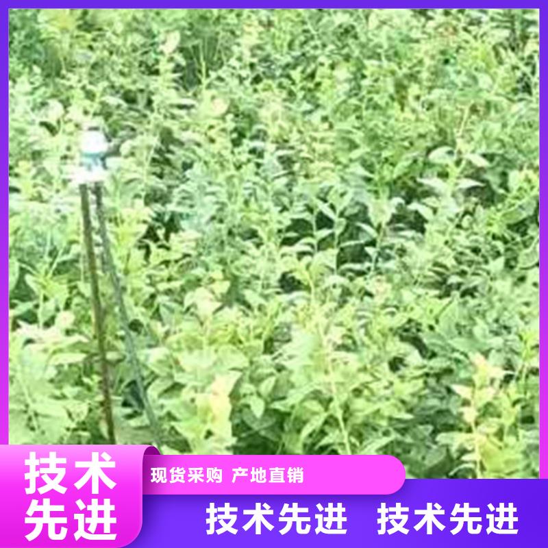 蓝莓苗应用领域