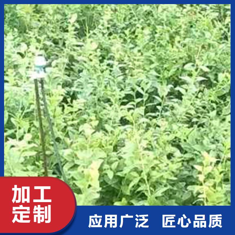 蓝莓苗红颜草莓正品保障