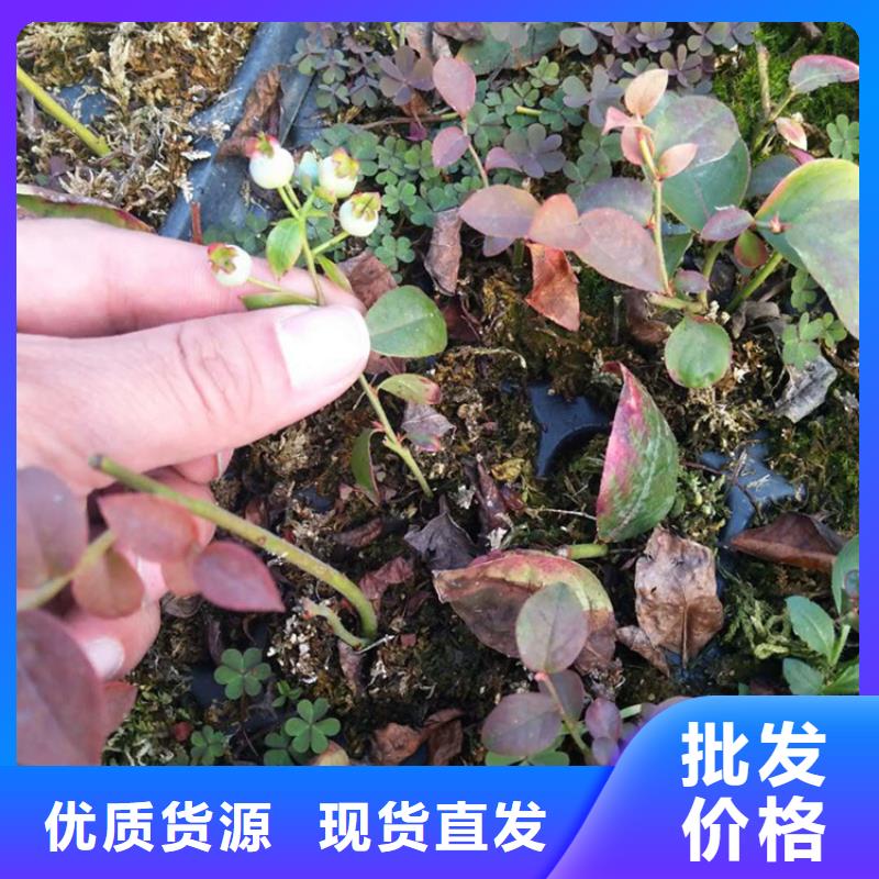 蓝莓苗花椒苗做工精细